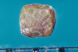  Indigofera hirsuta.  Seed is covered with uniformly spaced indentations. Photo courtesy of Colorado State University, Department of Soil and Crop Sciences.