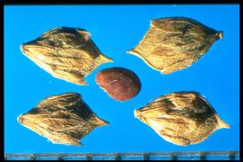 Kummerowia striata.  Purple seeds with light colored flecks that are found in pods with appressed hairs. 
