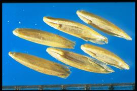  Poa nemoralis.  Florets with midnerves on the lemma that are absent or only on the basal half. 