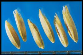  Poa pratensis.  Florets with strong intermediate nerves and a dark brown base on the lemma. 