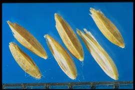  Poa trivialis.  Florets with a dorsal side that tends to be strongly arched, while the ventral side is straight. 