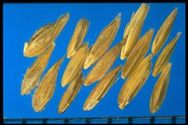 From Left to Right: 1.  Poa annua  2.  Poa compressa  3.  Poa nemoralis  4.  Poa pratensis  5.  Poa trivialis . Florets with long hairs on the lemma curves, palea margins, and the callus. 