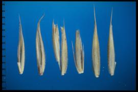  Psathyrostachys juncea.  Florets with all parts have some degree of pubescence. 