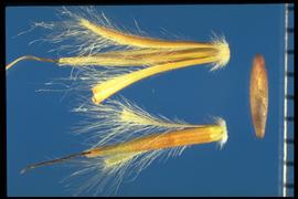  Schizachyrium scoparium.  Spikelets with an awn from the lemma protruding out through the tips of the glumes. 