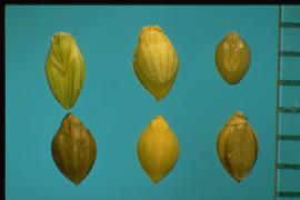 Setaria faberi.  Florets with smooth palea edges. 