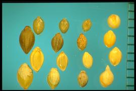 From Left to Right:  1.  Setaria pumila  ssp.  pumila  2.  Setaria faberi  3.  Setaria viridis  4.  Setaria italica.  