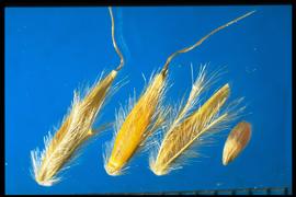 Sorghastrum nutans . The thin and narrow rachis segment and pedicel is useful for identification. 