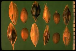 From Left to Right: 1–3.  Sorghum drummondii  4–6.  Sorghum halepense .  