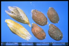  Sporobolus compositus.  Caryopsis that is laterally compressed and closely covered with fine rows of minute tubercles. 
