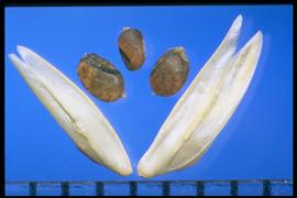  Sporobolus compositus.  Caryopsis that is laterally compressed and closely covered with fine rows of minute tubercles. 