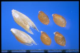  Sporobolus cryptandrus . Caryopsis that is translucent and the surface is smooth with undulations. 