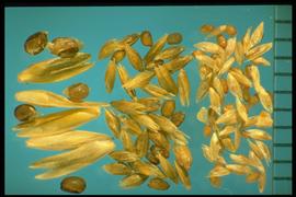 From Left to Right:  1.  Sporobolus compositus  2.  Sporobolus airoides  3.  Sporobolus cryptandrus . Caryopsis with an embryo that is half the length of the caryopsis. 