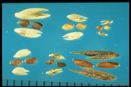 From Left to Right: 1. Bottom.  Sporobolus neglectus  2. Bottom.  Sporobolus airoides  3. Bottom.  Sporobolus clandestinus  4. Top.  Sporobolus compositus  5. Top.  Sporobolus giganteus  6. Top.  Sporobolus cryptandrus.  