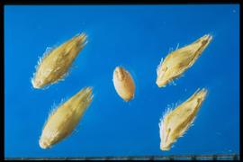  Tridens flavus.  Florets with sturdy rachillas and calluses. 