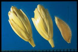  Triticum turgidum.  Spikelet that usually contains two florets. 
