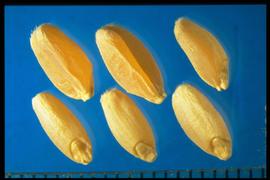  Triticum durum.  Caryopsis is hard and semi-translucent, and its ventral crease is wide, V-shaped. 
