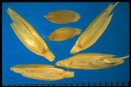  Triticum monococcum  subsp.  monococcum.  Caryopsis with a pointed embryo. 