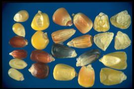  Zea mays.  Caryopsis with the embryo on the flat side of the base. Photo courtesy of Colorado State University, Department of Soil and Crop Sciences.