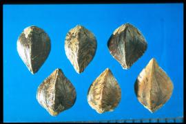  Fagopyrum esculentum . Achenes are light brown with dark, lateral, feather-like streaking. 