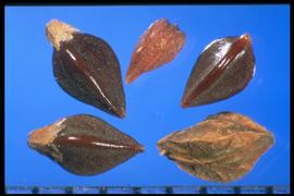  Polygonum aviculare.  Reddish-brown achenes with rough sides and smooth edges. Remnants or entire floral parts present. 