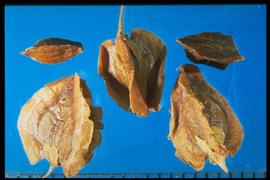  Rheum rhabarbarum.  Achenes are usually found covered with winged floral structures that adhere closely to the achene body. 