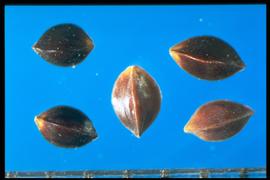  Rumex acetosa.  Achenes with sharp longitudinal ridges that are angled in cross-section. 
