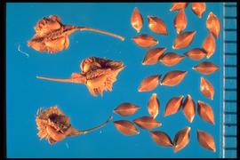  Rumex stenophyllus.  Achenes with calyx margins with incised edges and central callosities. 