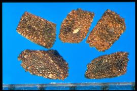  Primula  sp. Box-like true seeds with the hilum at the center of a flat surface. 