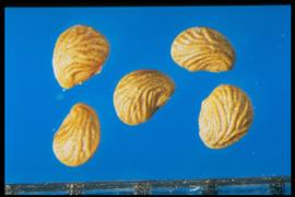  Potentilla norvegica.  True seeds with rounded ridges that tend to be parallel to the straight portion of the margin. 