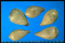  Purshia tridentata.  Achenes with a pointed basal end and a round apex. 