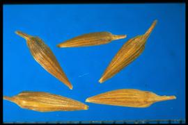  Purshia mexicana.  Achenes with a segment of the style that remains attached to the apex. 