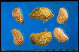 From Left to Right: 1.  Rubus trivialis  2.  Rubus spectabilis  3.  Rubus idaeus.    Rubus spectabils  is the largest in this group. It is conspicuously glossy in the fruit coat with a large reticulum. 