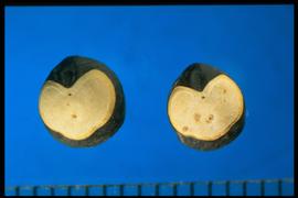  Cardiospermum halicacabum.  Seeds with a very conspicuous white, heart-shaped hilum. 