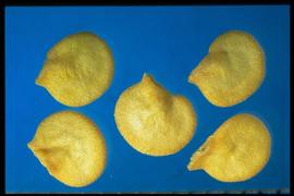  Capsicum annuum.  Yellow seeds with a triangular hilum protruding from the margin of the seed. 
