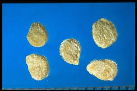  Solanum lycopersicum.  True seeds that are very light colored and covered with matted, silky hairs. 