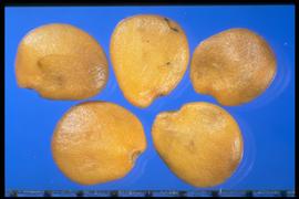  Solanum elaeagnifolium.  True seeds that tend to have a twist in their entire structure. 