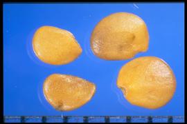 From Left to Right: 1.  Solanum carolinense  2.  Solanum elaeagnifolium.  