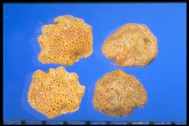 From Left to Right: 1.  Quincula lobata  2 . Solanum rostratum.  True seeds with a honeycomb surface, and the margin is very deeply indented but rounded laterally.  