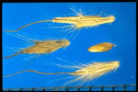  Bothriochloa bladhii.  Spikelets with hairy attachments and callus. 