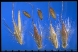  Bothriochloa ischaemum.   The 
