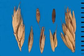  Bouteloua curtipendula.  Spikelet, double floret, and an oval caryopsis. 