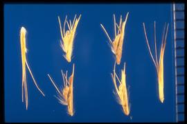 From Left to Right: 1. and 4.  Bouteloua eriopoda  2. and 3.  Bouteloua gracilis.  Florets with three bristles are associated with the two lateral and central nerves of the basal floret, and three are associated with the remnants of the secondary floret attached to the rachilla of the basal floret. 