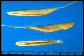  Bromus arvensis.  Brown, smooth florets. 