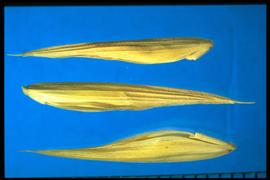  Bromus catharticus  var.  catharticus.  Florets are glabrous and smooth, sometimes with sparse and short hairs. 
