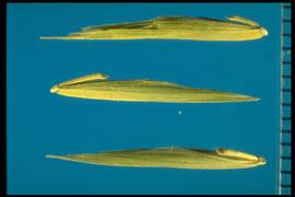  Bromus marginatus.  Florets with smooth and sparsely appressed pubescence. 