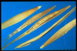  Bromus diandrus  ssp.  rigidus.  Florets with short, hispid hairs on the lemma. 
