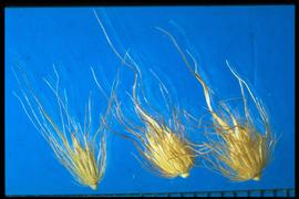  Pennisetum ciliare.  Fascicles that contain many spikelets. 