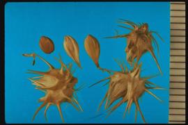  Cenchrus spinifex.  Burrs with many spines, caryopses are also pictured. 
