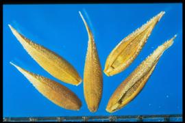  Cynosurus cristatus.  Florets are coarsely granular with short hispid hairs on the apex of the lemma. 