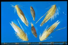  Deschampsia cespitosa.  Pubescent florets with dark brown caryopses. 